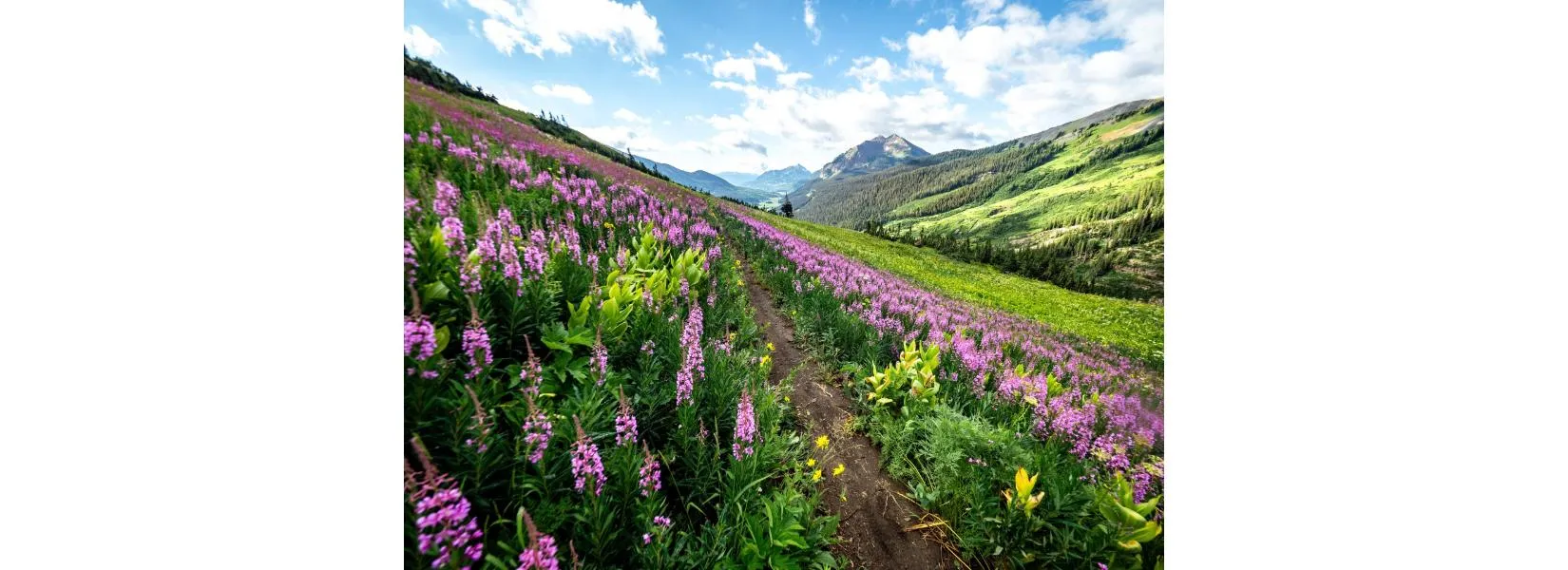 Wildflowers blooming in Crested Butte Colorado with mountain backdrop